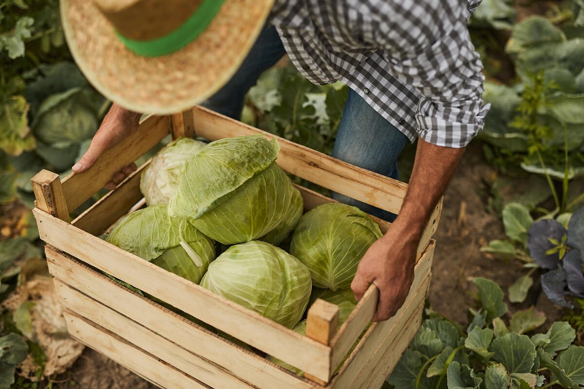 anonymous-farmer-carrying-box-of-cabbage-EG7YAFE.jpg