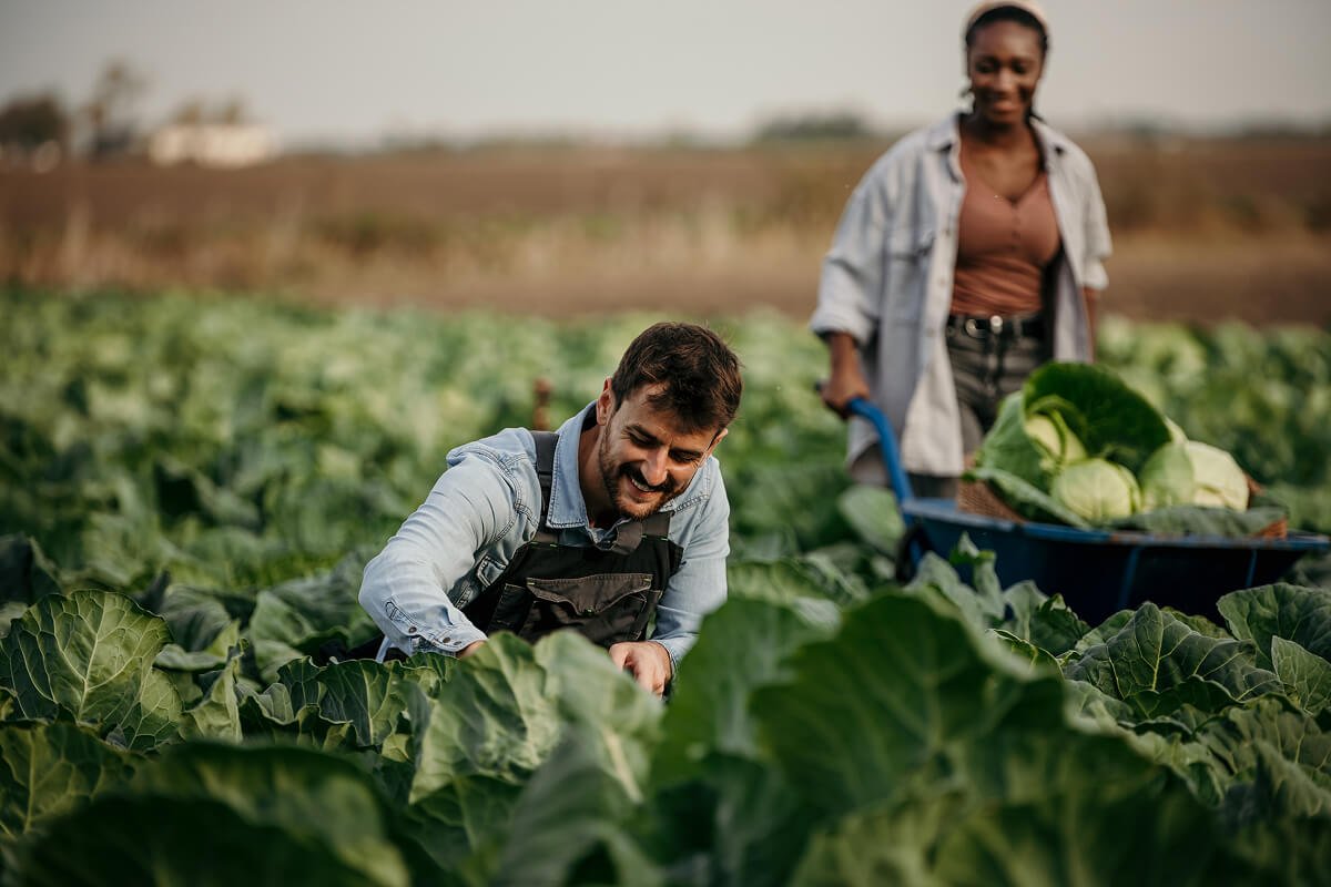 farmers-harvesting-cabbage-in-field-with-wheelbarr-QP9KJ8K.jpg